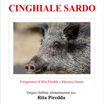 Conosciamo il cinghiale sardo