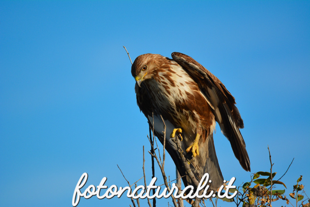 fotonaturali-poiana-15a01