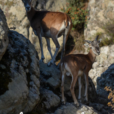 L’Incontro Amichevole con la Natura… Muflone Sardo