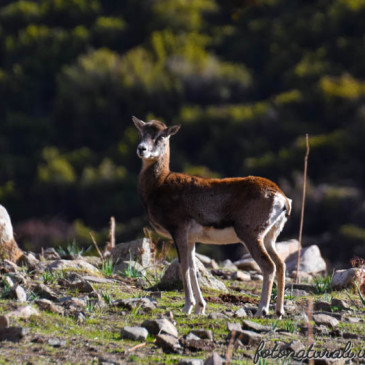 Il “Canyon Sardo” e il Muflone…