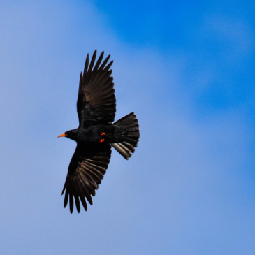 Gracchio corallino ( Pyrrhocorax pyrrhocorax) nel Gennargentu