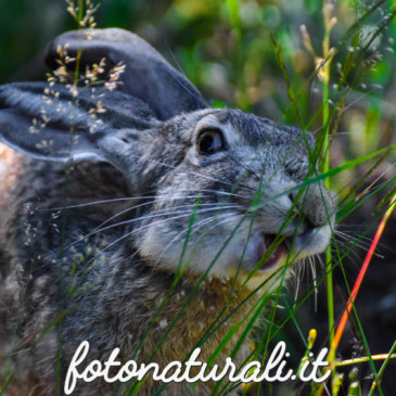 Una simpatica Lepre sarda ( Lepus capensis mediterraneus)