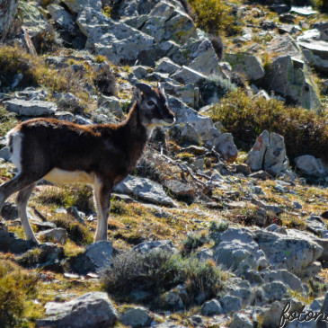 Vita Sarda. Il rifugio del Muflone