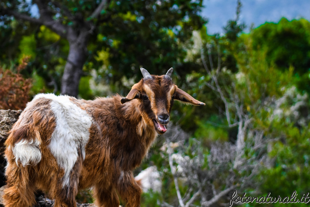 fotonaturali-altrianimalisardi-19a64