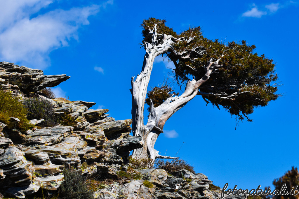 fotonaturali-fiori-19a27