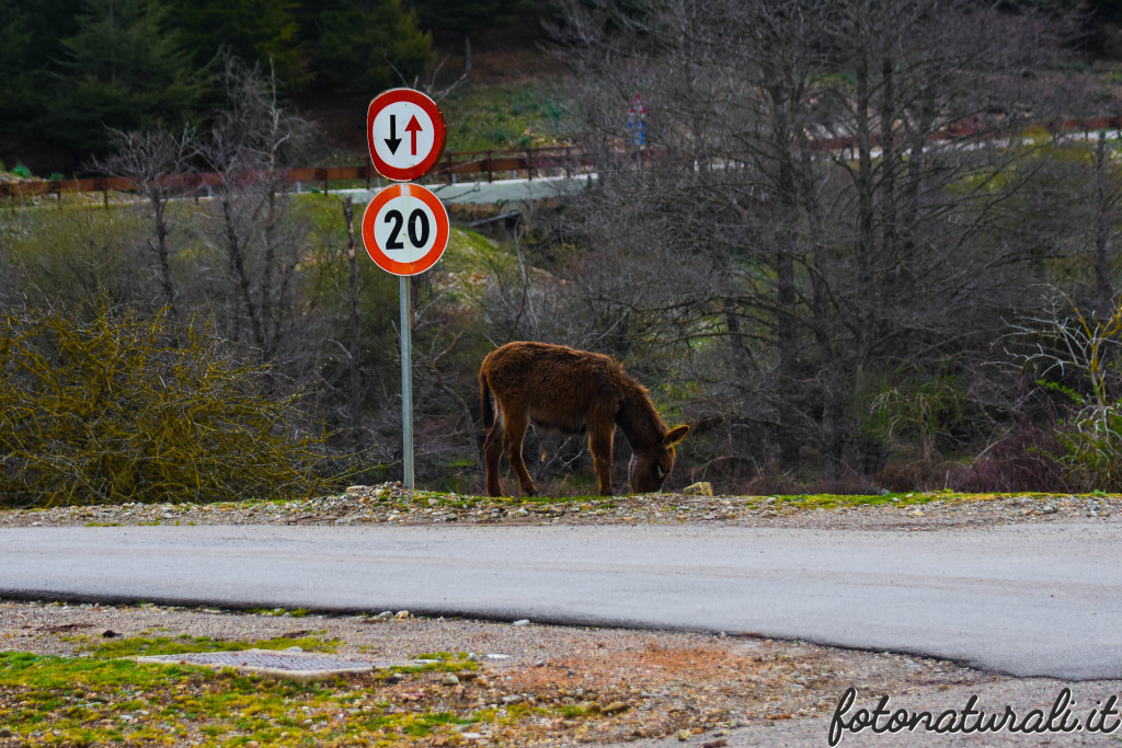 fotonaturali-asinellosardo-19a16