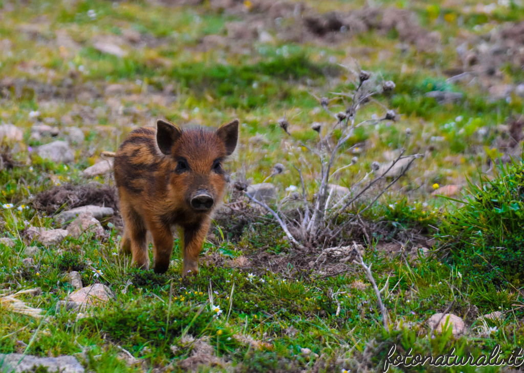 fotonaturali-altrianimalisardi-19b28