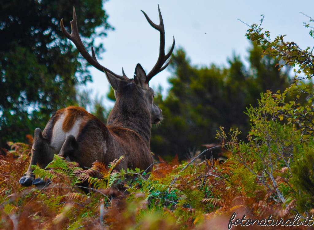 fotonaturali-cervosardo-19a18