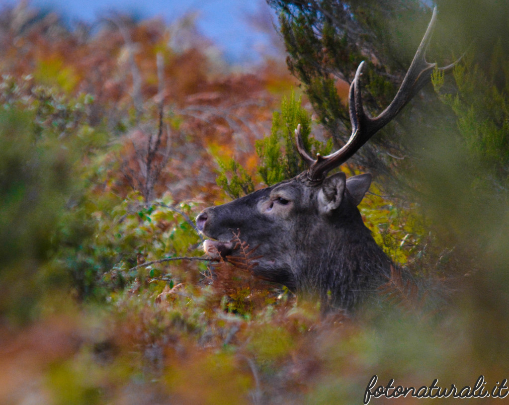 fotonaturali-cervosardo-19a22