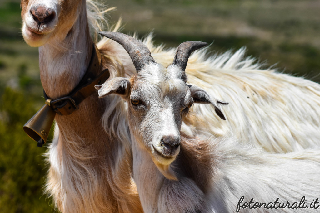 fotonaturali-altrianimalisardi-20b19