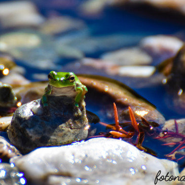 Le “ simpatiche ranocchie” … Verde Sardegna